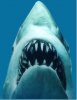 Jaws_the_Shark.jpg