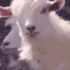 sheep-animal-(1)-1713589050185.gif