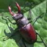 Might_Stag_Beetle